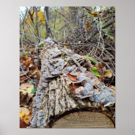 Póster Barnacle Tree Log