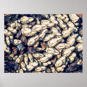 Póster Barnacles y mejillones de Gooseneck, Westcoast Can