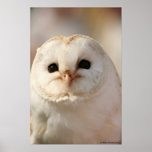 Póster Barny the Barn owl
