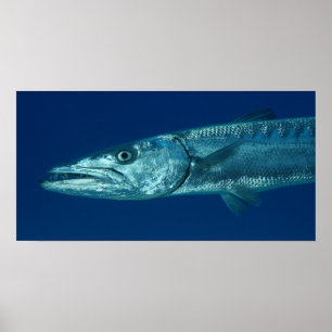 Póster Barracuda Poster