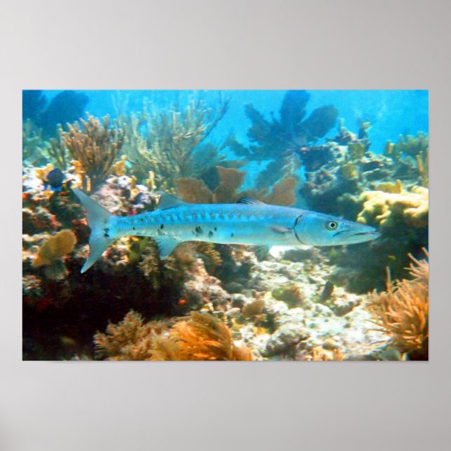 PÓSTER BARRACUDA POSTER (Frente)