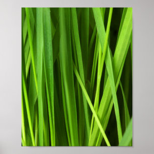 Póster Barras de hierba