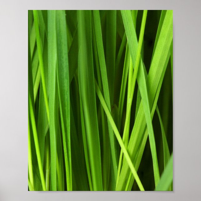 Póster Barras de hierba (Frente)
