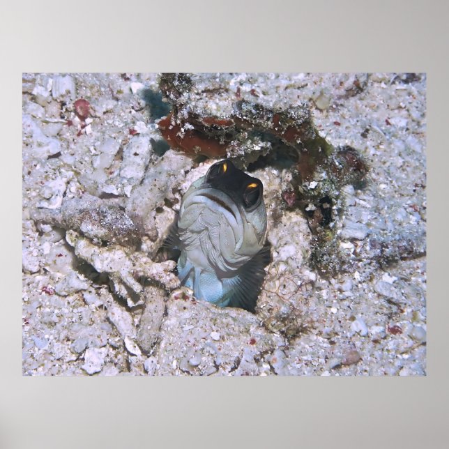 Póster Barred Jawfish (Frente)