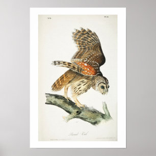 Póster Barred Owl by Audubon Poster