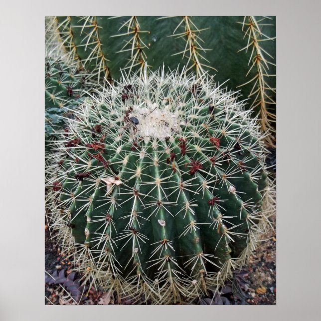 Póster Barrel Cactus Foto México Suroeste de Cacti (Frente)