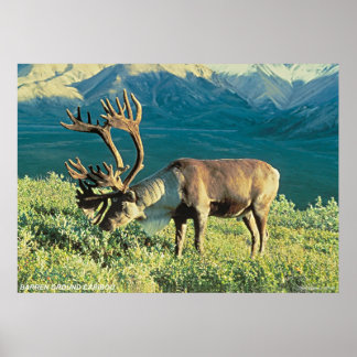 Póster Barren Ground Caribou