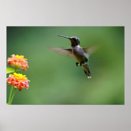 Póster Barrido de verano