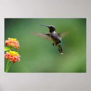 Póster Barrido de verano