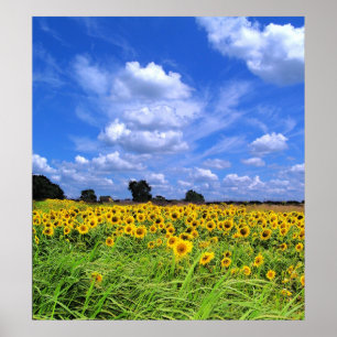 Póster Barrido del viento, girasoles (IMPRESIÓN)