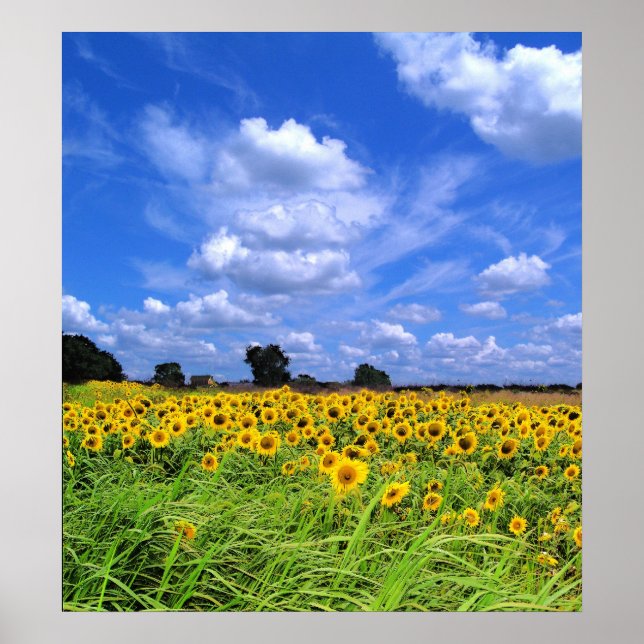 Póster Barrido del viento, girasoles (IMPRESIÓN) (Frente)