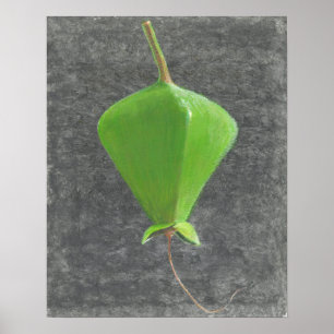 Póster Barringtonia Acutangula