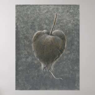 Póster Barringtonia Acutangula 2