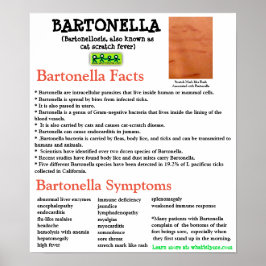Póster Bartonella Information Fact Sheet Poster