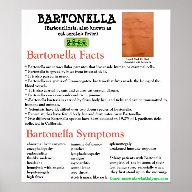Póster Bartonella Information Fact Sheet Poster (Frente)