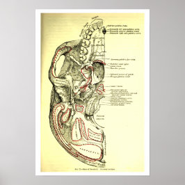 Póster Base de anatomía vintage del cráneo externo