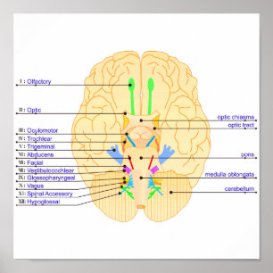 Póster base de imágenes del cerebro en inglés