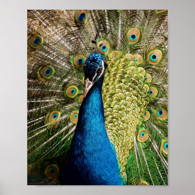 Póster Bashful Peacock (Frente)