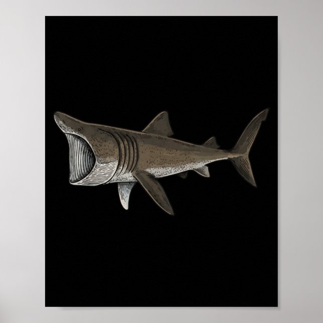 Póster Basking Shark (Frente)