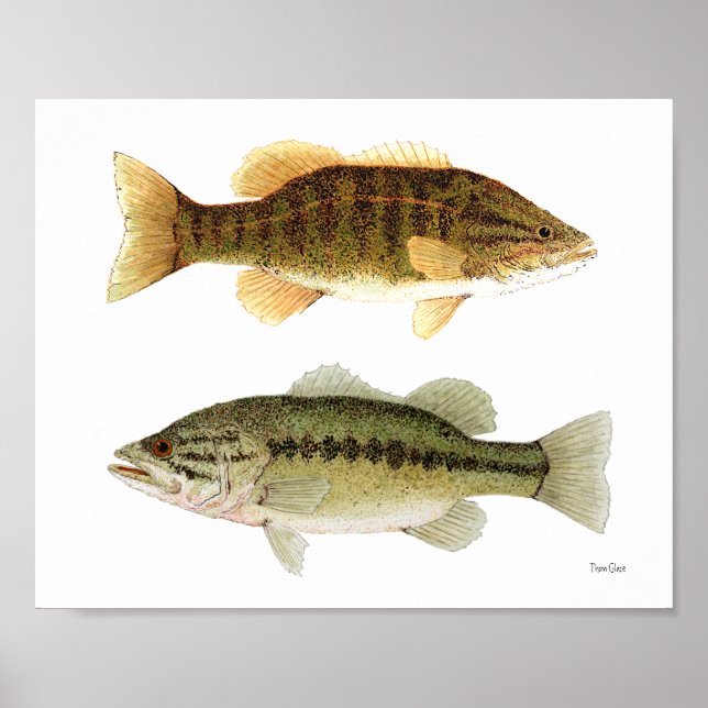 Póster Bass- Smallmouth & Largemouth Bass Art (Frente)