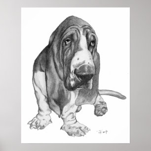Póster Basset Hound