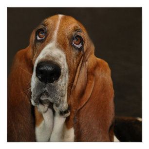 Póster basset hound 2