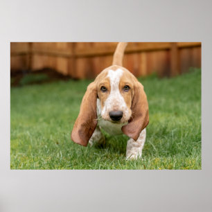 Póster Basset Houng Puppy Walking