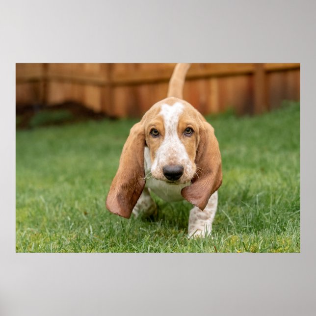 Póster Basset Houng Puppy Walking (Frente)
