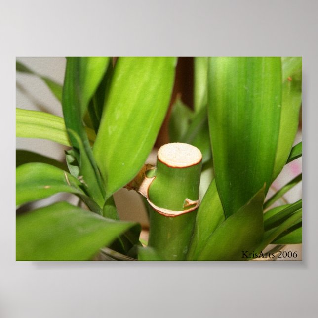 Póster bastón de bambú (Frente)