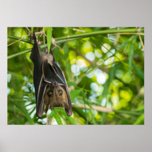 Póster Bat