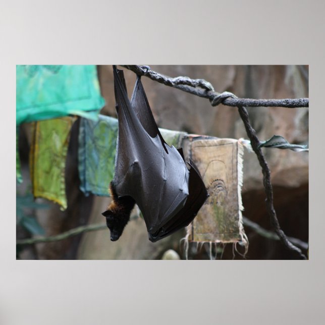 Póster Bat (6) - poster / print (Frente)
