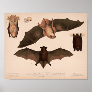 Póster Bat Rojo, Pequeño Bat Marrón   Louis Prang & Co.