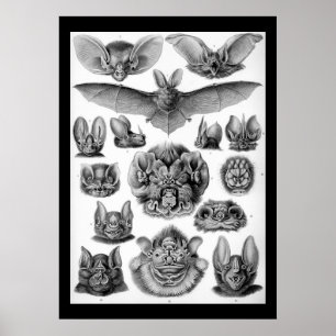 Póster Batallas antiguas de Ernest Haeckel