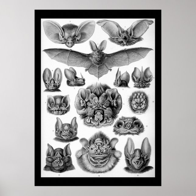 Póster Batallas antiguas de Ernest Haeckel (Frente)