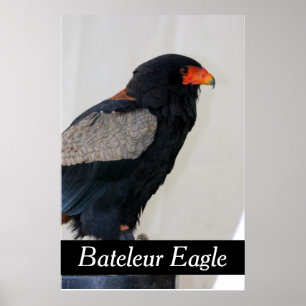 Póster Bateleur Eagle