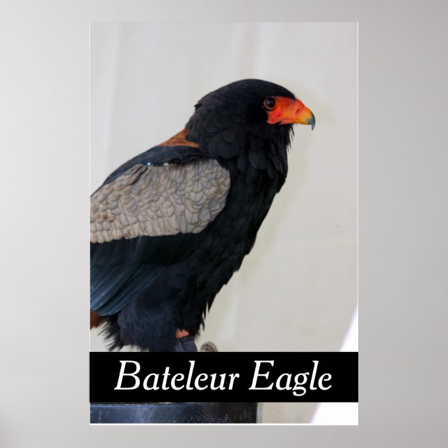 Póster Bateleur Eagle (Frente)