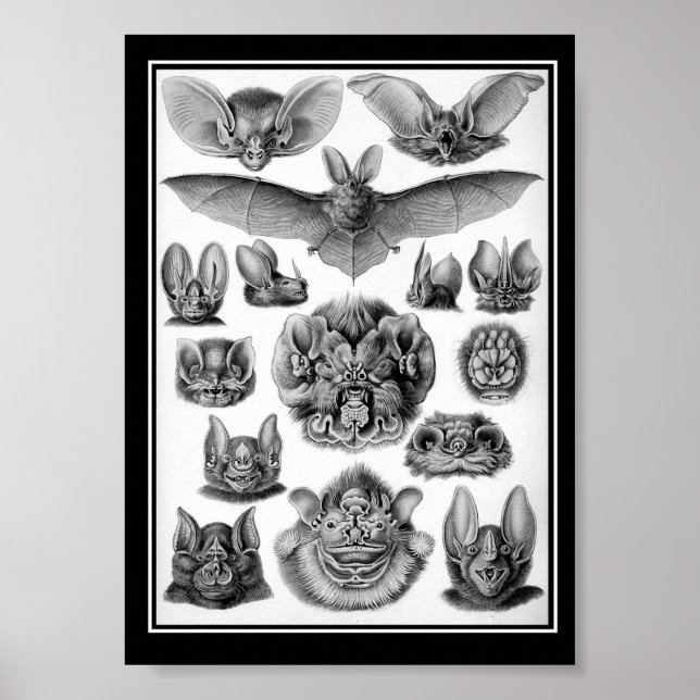 Póster ¡Bats! (Frente)