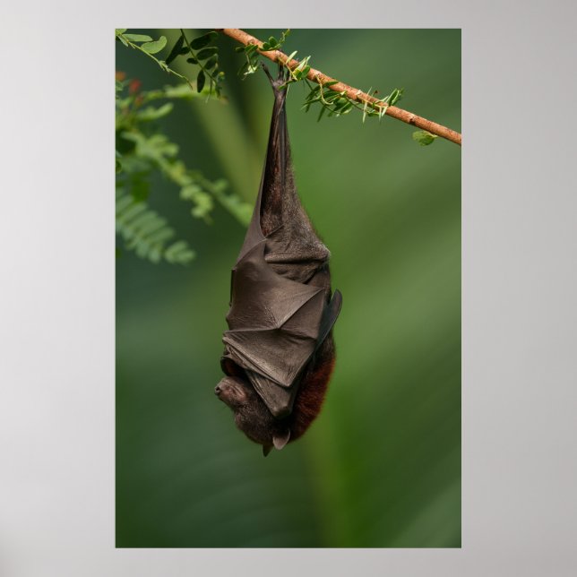 Póster Bat's Tranquil Nap - Una mirada cercana a un Bokeh (Frente)