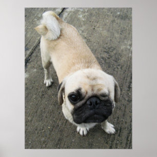 Póster Bauwk... Perro Pug... か わ い い 子 犬
