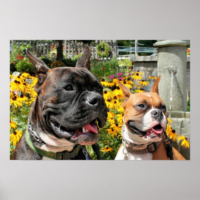 Póster Baxter Bella 8 (Frente)