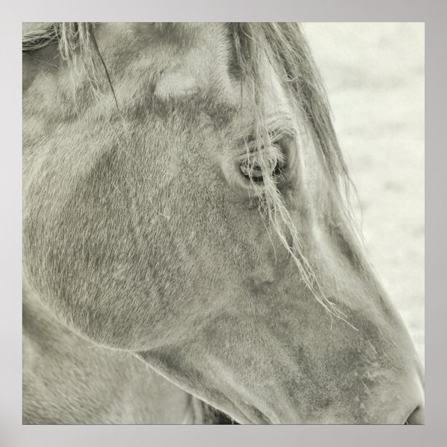 Póster BAY BEAUTY 24x24 Poster (Frente)