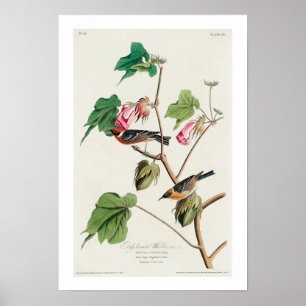 Póster Bay-breasted Warbler by Audubon Poster