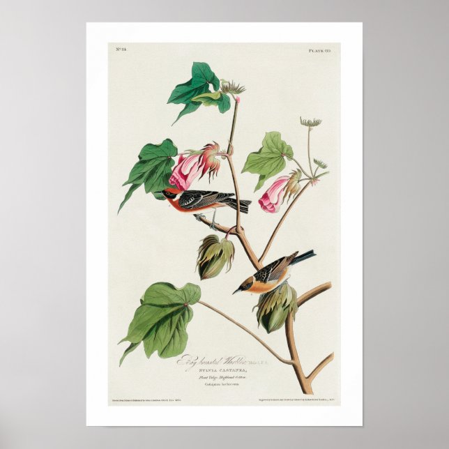 Póster Bay-breasted Warbler by Audubon Poster (Frente)