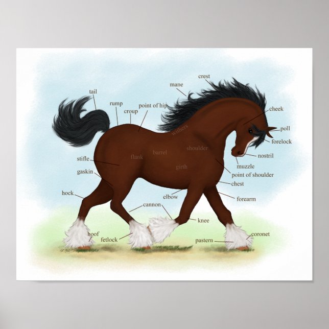 Póster Bay Clydesdale Borrador Poster de anatomía de caba (Frente)
