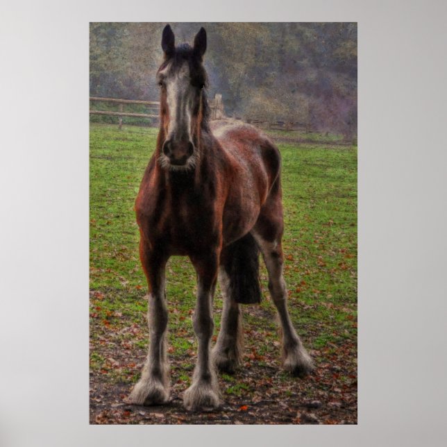 Póster Bay Shire Draft Horse England, Reino Unido (Frente)