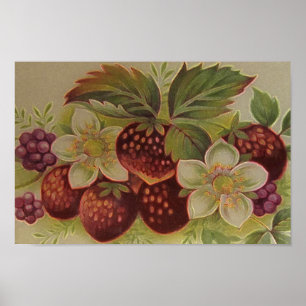Póster Bayas del vintage
