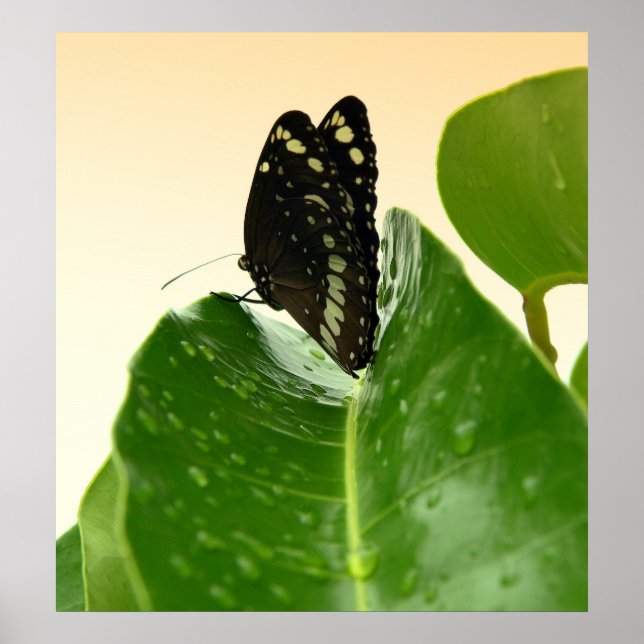 Póster bb fli 2 (Frente)