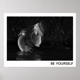 Póster Be Yourself Female Mandarin Duck Black White Photo