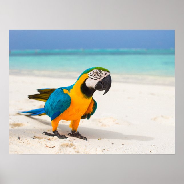 Póster Beach Parrot (Frente)