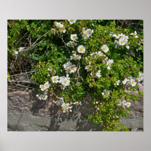 Póster Beach-side Wild White Roses Poster